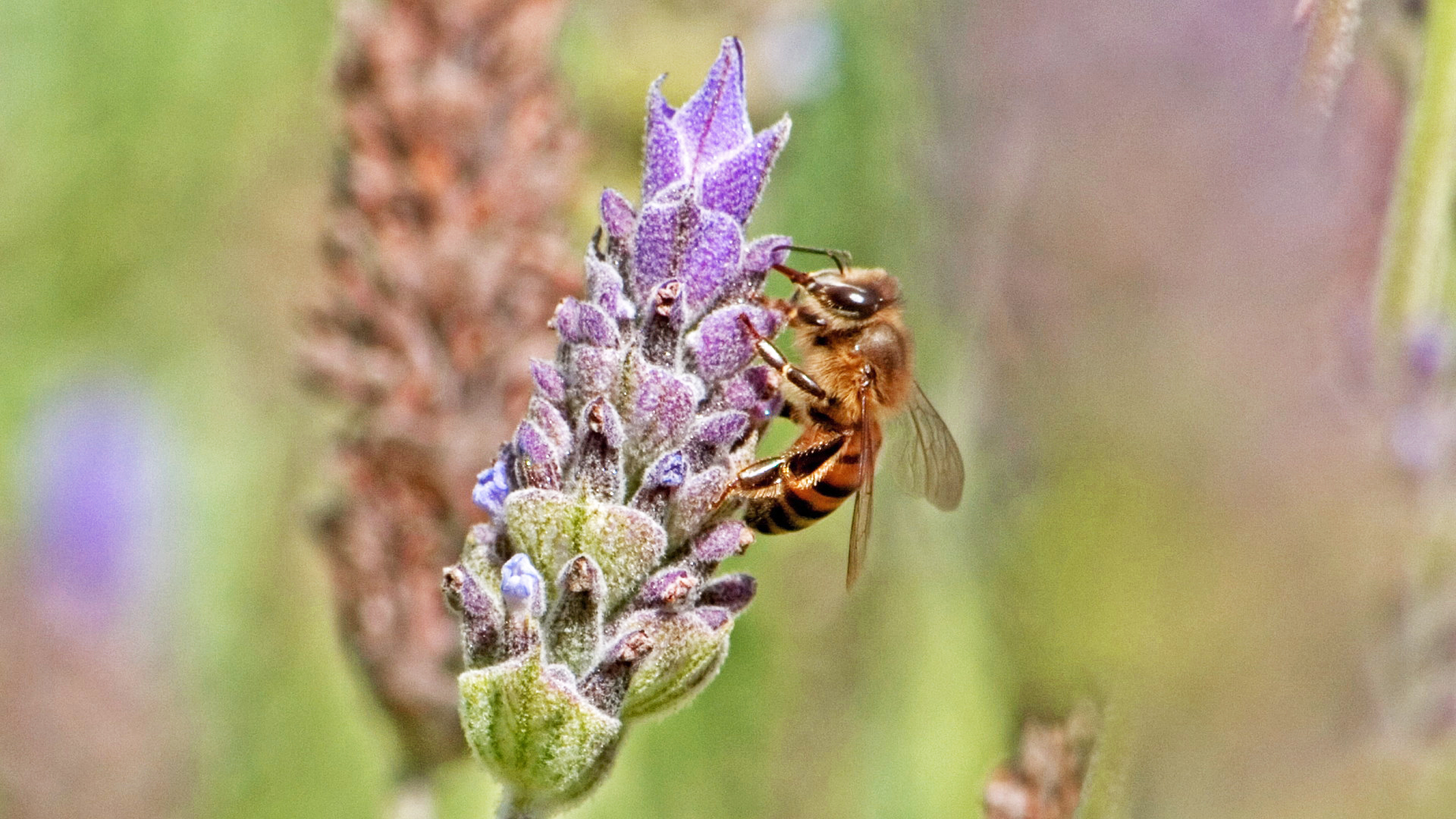 Disappearing Bees - Video